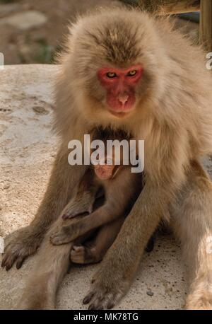 Die Jigokudani Monkey Park ist ein grossartiger Ort, um Affen in Japan zu sehen Stockfoto