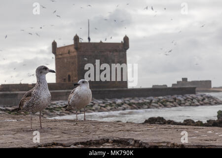 Sqala du Port, ein Turm im Hafen von Essaouira, Marokko Stockfoto