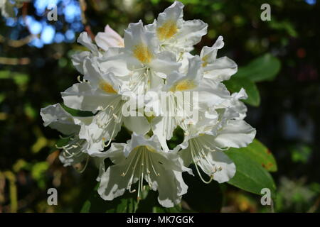 Weiß Rhododendron in voller Blüte, floral background und website Vorlage Stockfoto