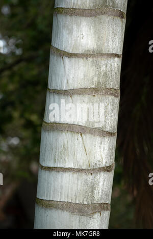 African Palm Tree Trunk eine das Arboretum auf dem Gelände der alten Hacienda San Jose, jetzt das Hotel San Jose De Puembo, ausserhalb von Quito, Ecuador. Stockfoto