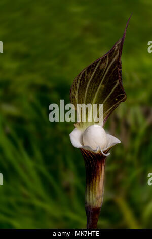 Arisaema sikokianum, Japanisch Jack-in-the-Pulpit, selektiver Fokus, in der Natur Stockfoto