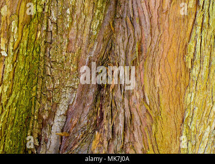 Die Rinde eines Metasequoia glyptostroboides, einer von drei Arten von nadelbäumen als redwoods, closeup-Textur und Hintergrund bekannt Stockfoto