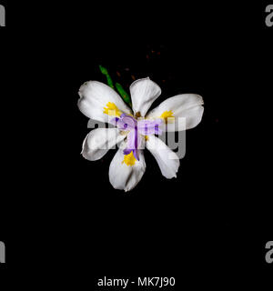 Afrikanische Iris, Dietes iridioides, auf schwarzem Hintergrund, Ansicht von oben. Diese zierpflanze in der Familie Iridaceae die Blumen nur einen Tag dauern. Stockfoto