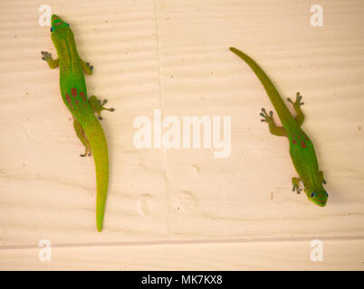 Grünen Geckos Klettern an einer Wand Stockfoto