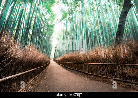 Am frühen Morgen einen Spaziergang durch die berühmte Bamboo Grove in Arashiyama, Japan. Stockfoto