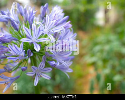 Schöne Blume. Frische blaue Agapanthus, afrikanische Blaue Lilie Blume blühen im Garten Stockfoto