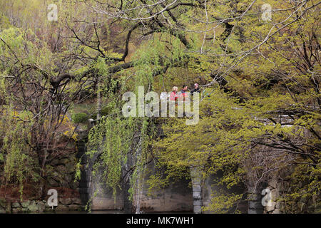 Besucher sind von wunderschönen alten Bäumen mit hellen grünen neue Blätter über eine Brücke hängen in den Garten von Bulguksa Tempel in Südkorea umgeben. Stockfoto