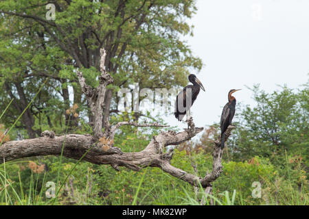 ​African Openbill Stork (Anastomus lamelligerus), und Afrikanische Schlangenhalsvogel (anhinga Rufa), hocken auf einem toten Baum, Glied, neben einer Wasserstraße. Okavango Delta Stockfoto