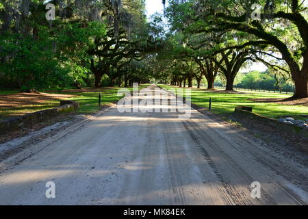 Eine Linie der Eichen auf einer Plantage in South Carolina Stockfoto