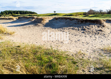 Havang, Schweden. Ein kleiner einsamer Baum wachsen auf weit entfernten grünen Hügel hinter Sanddünen. Abendsonne über dem offenen Frühling Landschaft. Stockfoto
