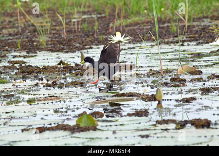 Schwarz Crakear (Limnocorax flavirostra). Lange Beine und Zehen stride über Wasser die Oberfläche mit Seerose (Nymphaea sp.), Flügel geöffnet Vogel zu balancieren. Stockfoto