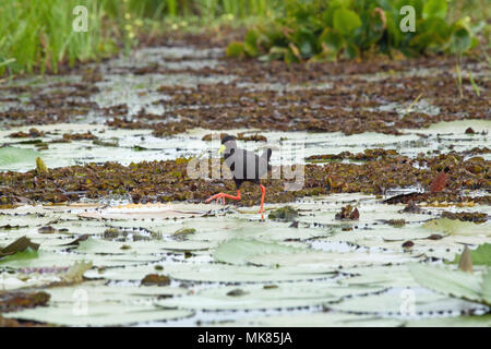 Schwarz Crakear (Zapornia flavirostra). Lange Beine und Zehen zu Stride über Wasser die Oberfläche mit Seerose (Nymphaea nouchali verlässt), als stepp Stockfoto