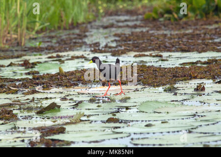 Schwarz Crakear (Limnocorax flavirostra). Mit langen großen Zehen, um sein Gewicht zu verteilen sich auf Seerose (Nymphaea nouchali caerulea), wie es geht Stockfoto