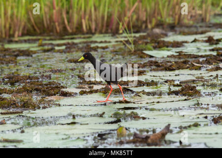 Schwarz Crakear (Limnocorax flavirostra). Mit langen großen Zehen sein Gewicht über seerose Blätter zu verbreiten, als es über Wasser Wege aber Floating Stockfoto