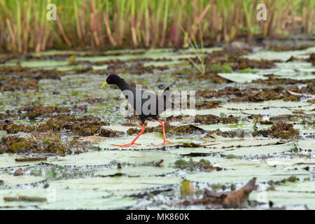 Schwarz Crakear (Limnocorax flavirostra). Lange Beine und Zehen zu Stride über Wasser die Oberfläche mit Seerose (Nymphaea nouchali verlässt), Ste Stockfoto