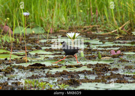 Schwarz Crakear (Limnocorax flavirostra). Lange Beine und Zehen zu Stride über Wasser die Oberfläche mit Seerose (Nymphaea nouchali caerulea) Stockfoto