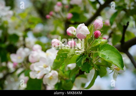 Nahaufnahme der Apfelbaum (Malus pumila) in voller Blüte, schöne und Zierpflanzen Stockfoto