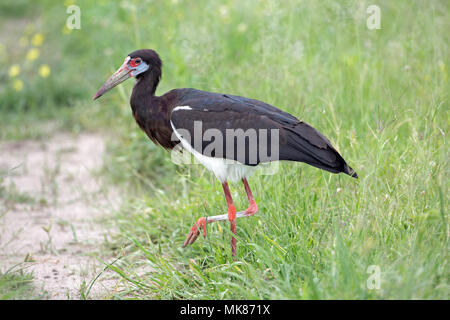 Abdim der Storch (Ciconia abdimii). Foraging​ für terrestrische lebenden wirbellosen, Heuschrecken, Heuschrecken, Insekten unter nassen Jahreszeit wachsenden Savanne Gras Stockfoto