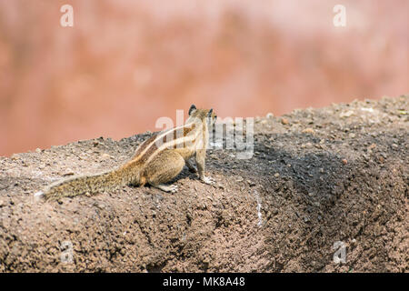 Klasse in der Nähe der Rückseite der Eichhörnchen auf einem Holz in einem indischen Zoo Stockfoto