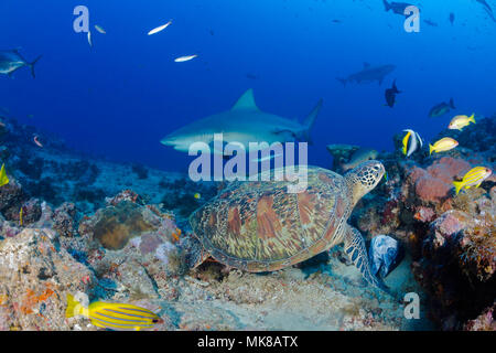 Es ist mein Verständnis, das ist die einzige Zeit, in der eine Grüne Meeresschildkröte, Chelonia mydas, eine bedrohte Art bei einer Haifütterung, includ eingetroffen ist Stockfoto