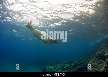 Unterwasser Begegnungen mit hawaiischen Mönchsrobben, Monachus schauinslandi, (endemisch und gefährdeten) gibt es kaum. Hawaii Stockfoto