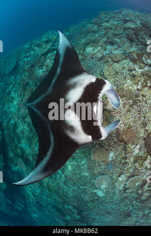 Einen Manta, Manta alfredi, erhält in der Nähe des Riffs durch kleine Cleaner wrasse, Fidschi überprüft werden. Stockfoto