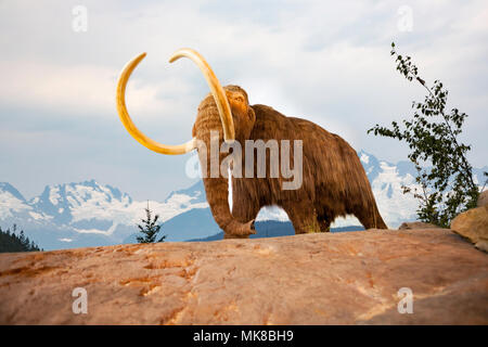 Die Mammuts, Mammuthus primigenius, war eine Gattung von Mammut, die während des Pleistozän gelebt, und war einer der letzten in einer Linie der mamm Stockfoto