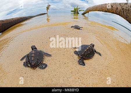 Drei frisch geschlüpfte Babys grünen Meeresschildkröten, Chelonia mydas, eine bedrohte Art, macht ihren Weg über den Strand auf das Meer vor der Insel Yap Stockfoto