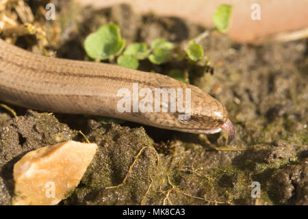 Close-up slow Worm (Anguis fragilis) Mit herausgestreckter Zunge streichen (chemosensing) Stockfoto