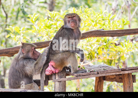 Dieses einzigartige Bild zeigt den wilden Affenmaki, der auf Ästen aus Holz für sie im zoologischen Garten sitzt und an einem sonnigen Tag miteinander spielt. Stockfoto