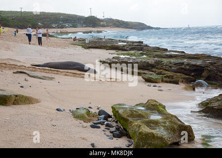 Begegnungen mit hawaiischen Mönchsrobben, Monachus schauinslandi, (endemisch und gefährdeten) gibt es kaum. Hier eine Mönchsrobbe Aktien einen Patch von San Stockfoto