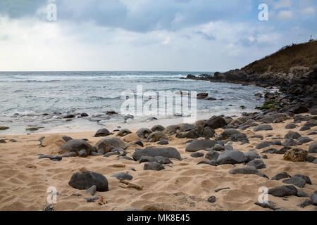 Diese grünen Meeresschildkröten, Chelonia mydas, eine bedrohte Art, aus dem Wasser auf Ho'okipa Strand auf Maui, Hawaii gezogen. Auf den ersten Blick Sie Stockfoto