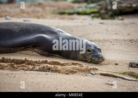 Begegnungen mit hawaiischen Mönchsrobben, Monachus schauinslandi, (endemisch und gefährdeten) gibt es kaum. Dieser hat auf einem Maui Beach gezogen Stockfoto