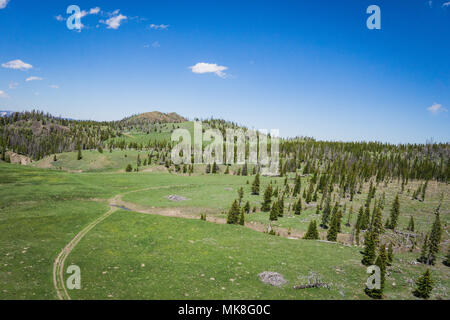 Schmutz Wanderweg durch den Wald von Wyoming Bergwald. Stockfoto