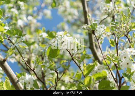 Prunus serrulata Detail schiessen mit blauen Sly Stockfoto