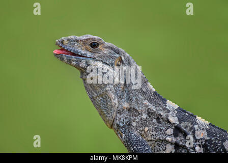 Schwarz Stacheligen-tailed Iguana - Ctenosaura Imilis, große Echse aus Mittelamerika, Wälder, Costa Rica. Stockfoto