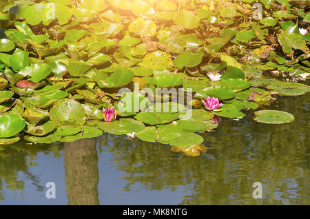 Wunderschöne Seerosen. Stockfoto