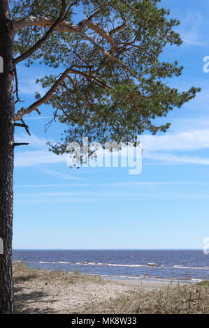 Pine Tree wachsen auf den Sanddünen des Valgeranna Strand in Estland an der Ostsee Stockfoto