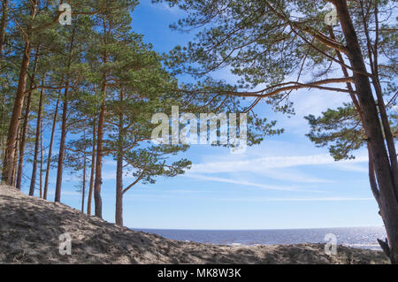 Majestätischen Pinien wachsen auf den Sanddünen am Strand Valgeranna in Pärnu County, Estland Stockfoto