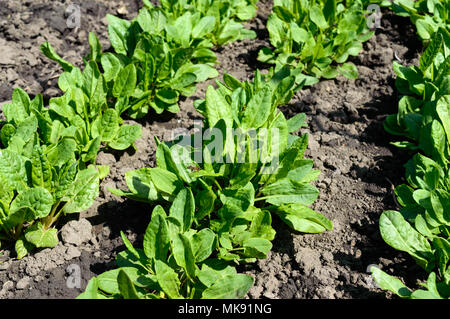 Gemüsegarten mit Kräutern. Die jungen Sauerampfer wächst in der Erde. Stockfoto