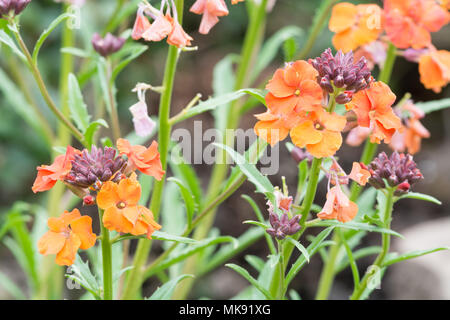 Wegrauke "Apricot Twist" Stockfoto