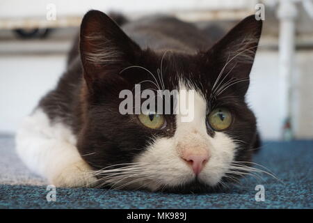 Schwarze & Weiße Katze am Boden anstarrend Stockfoto