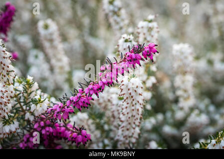 Schönen winter Heidekraut (Erica x Darleyensis" Kramer's Rote). Closeup capture Ende März getroffen. Stockfoto