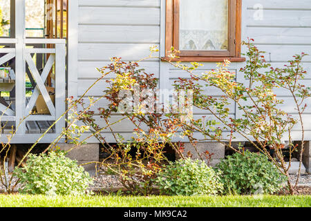 Schöne Büsche von Rosen und Pflanzen im Frühjahr vor der Blüte mit kleinen Blättern in der Nähe der Fenster auf Holz- wand. Kleines Holzhaus, skandinavischen Stil Stockfoto