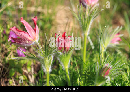 Pulsatilla. Blütenknospe close-up. Östlichen Küchenschelle, Prairie crocus, und cutleaf Anemone lila Blüten mit kleinen Haaren bedeckt. Die erste Feder p Stockfoto