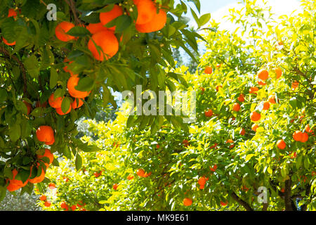 Orangenbäume voller Orangen und orange Blüten in einer Orangenplantage in Jerez de la Frontera Andalusien Stockfoto