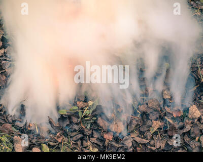 Schwelende trockene Blätter Stockfoto