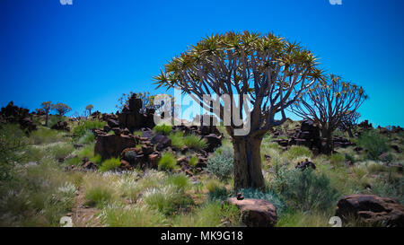 Der köcherbaum oder Köcherbaum Wald in der Nähe von Keetmanshoop, Namibia Stockfoto