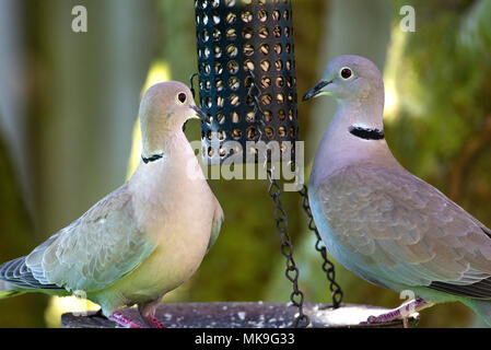 Zwei Erwachsene Collared Tauben auf eine Sonnenblume Herz Vogelfutter Zuführung in einem Garten in Alsager Cheshire England Vereinigtes Königreich Großbritannien Stockfoto