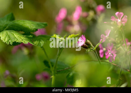 Rosa Blumen gefunden in Priory Country Park Stockfoto